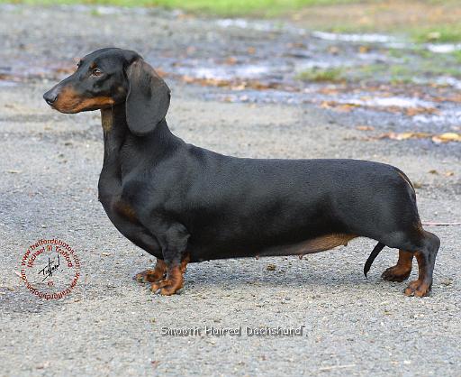 Dachshund 9J79D-07.JPG